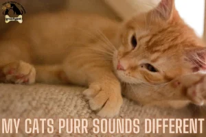 My cats purr sounds different​