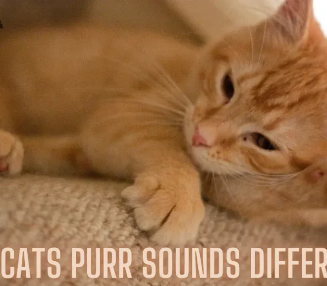 My Cats Purr Sounds Different​:A Powerful Bond Redefined!