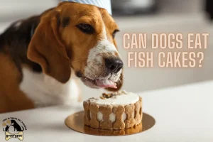 Can Dogs Eat Fish Cakes?