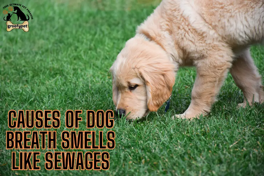 dog breath smells like sewage