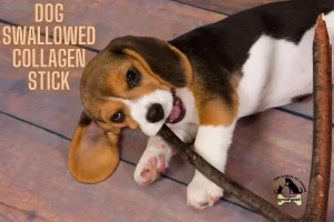dog swallowed collagen stick