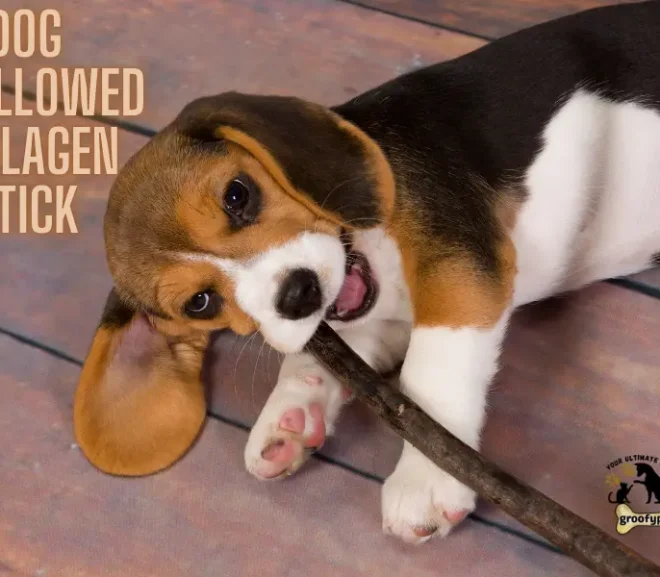 Help! My Dog Swallowed Collagen Stick. How To Protect Your Pup!