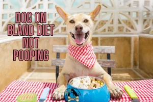dog on bland diet not pooping​