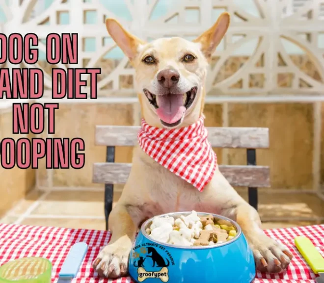 Dog On Bland Diet Not Pooping​!Try This Bland Diet Solution !