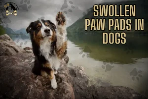 swollen paw pads in dogs