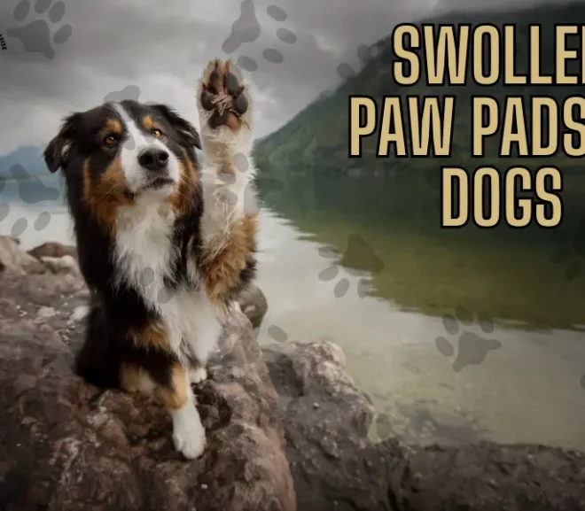 Swollen Paw Pads in Dogs. Effective Tips to Recognize, Relieve and Prevent!