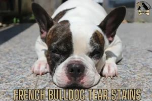 french bulldog tear stains