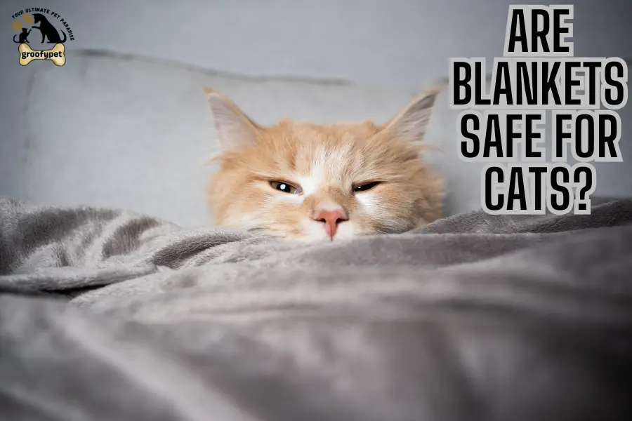 Why Do Cats Love Blankets?