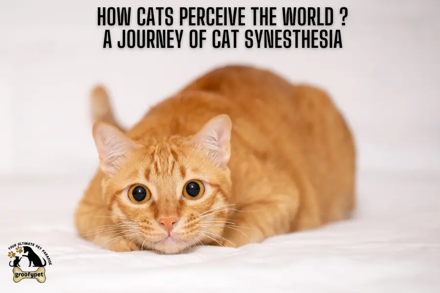 cats synesthesia