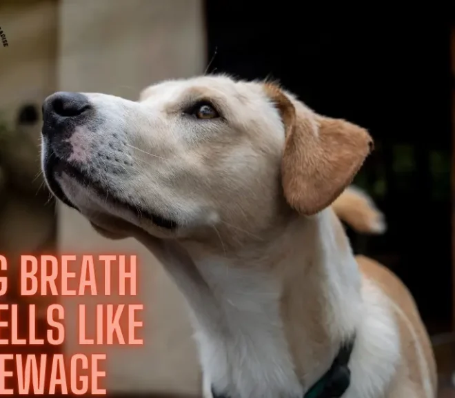 Is Your Dog Breath Smells Like Sewage? Get Quick Fixes Here!