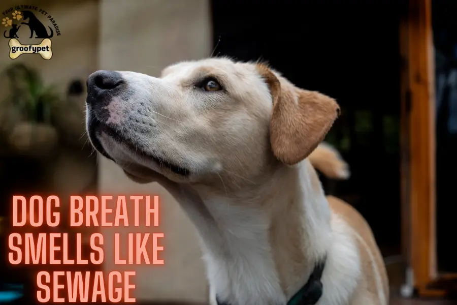 dog breath smells like sewage