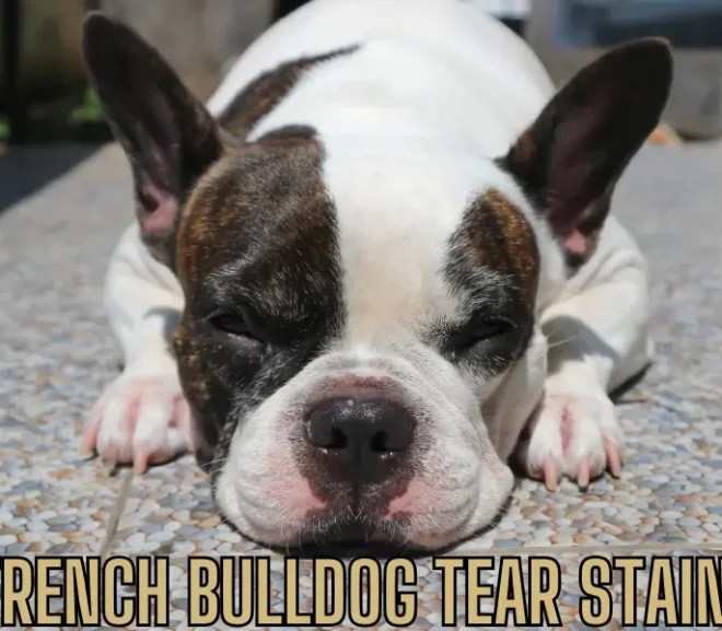 French Bulldog Tear Stains: Easy Fixes for Clear Eyes!