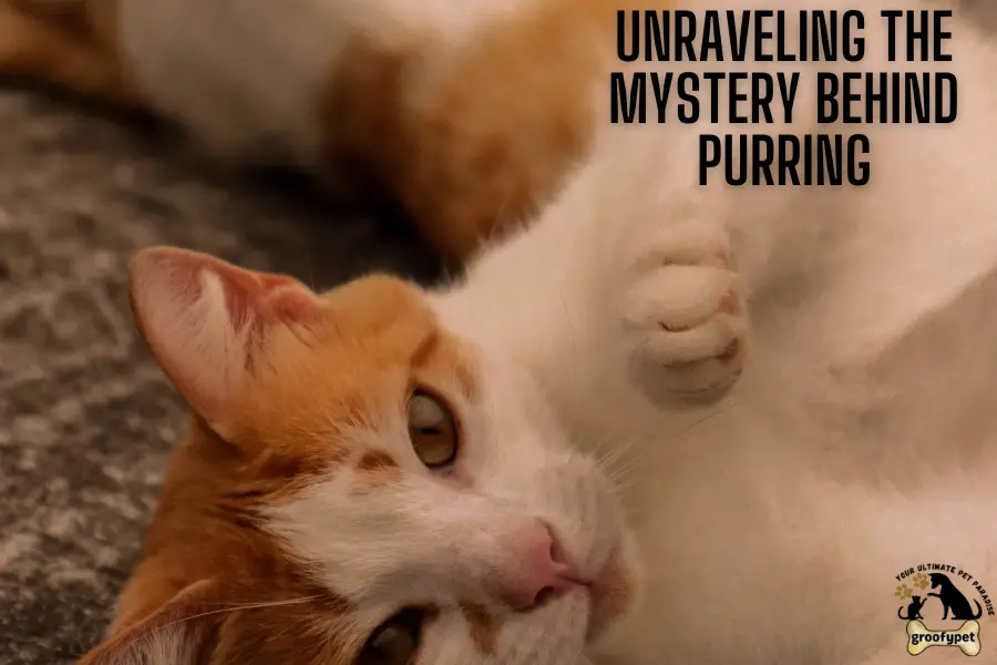 My cats purr sounds different​