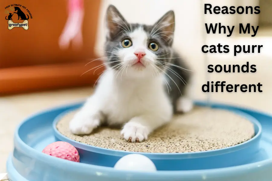 My cats purr sounds different​