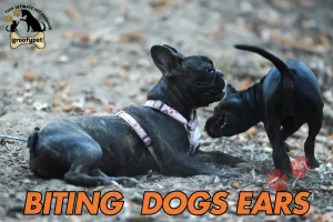 Biting Dogs Ears
