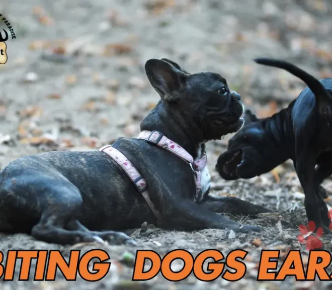 Prevent Flies from Biting Dogs Ears.10 Effective Tips!