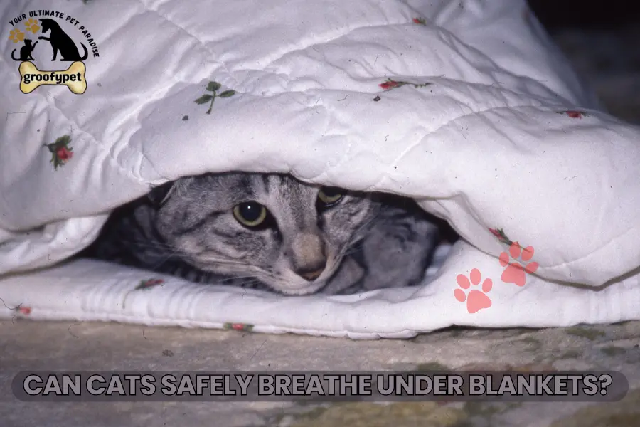 Why Do Cats Love Blankets?