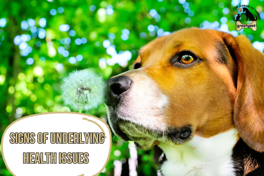 dog breath smells like sewage