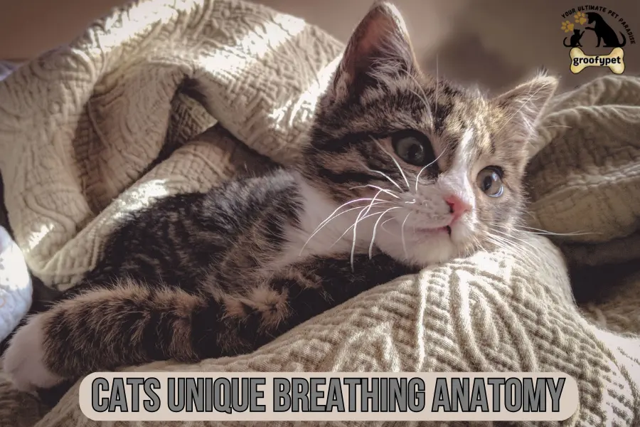 Why Do Cats Love Blankets?