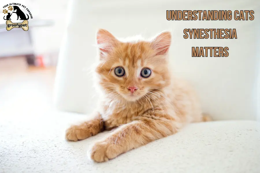 cats synesthesia