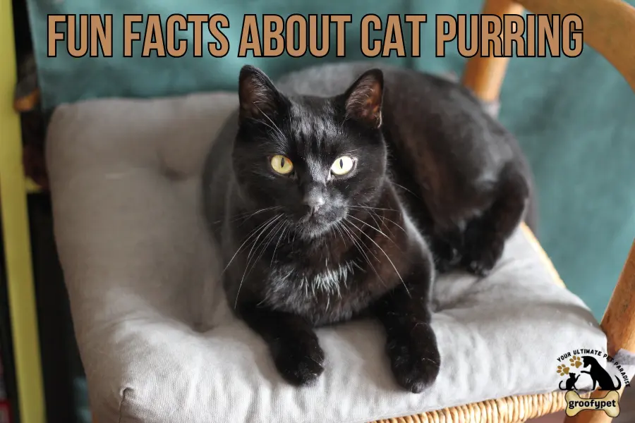 My cats purr sounds different​