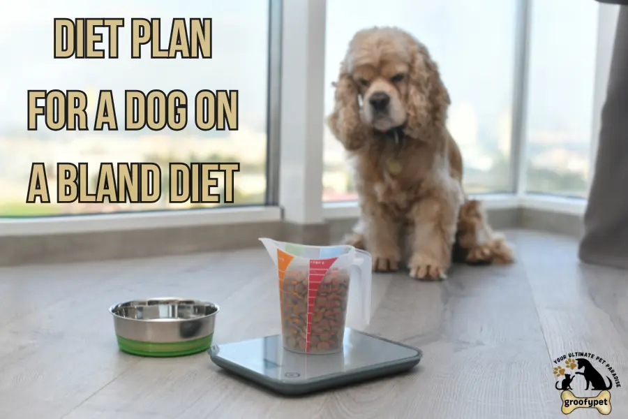 dog on bland diet not pooping