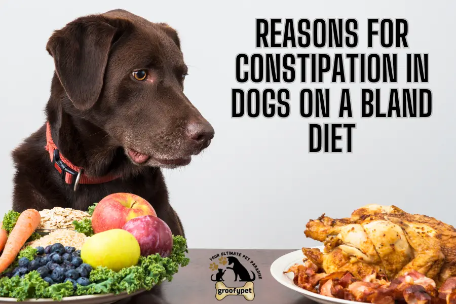 dog on bland diet not pooping