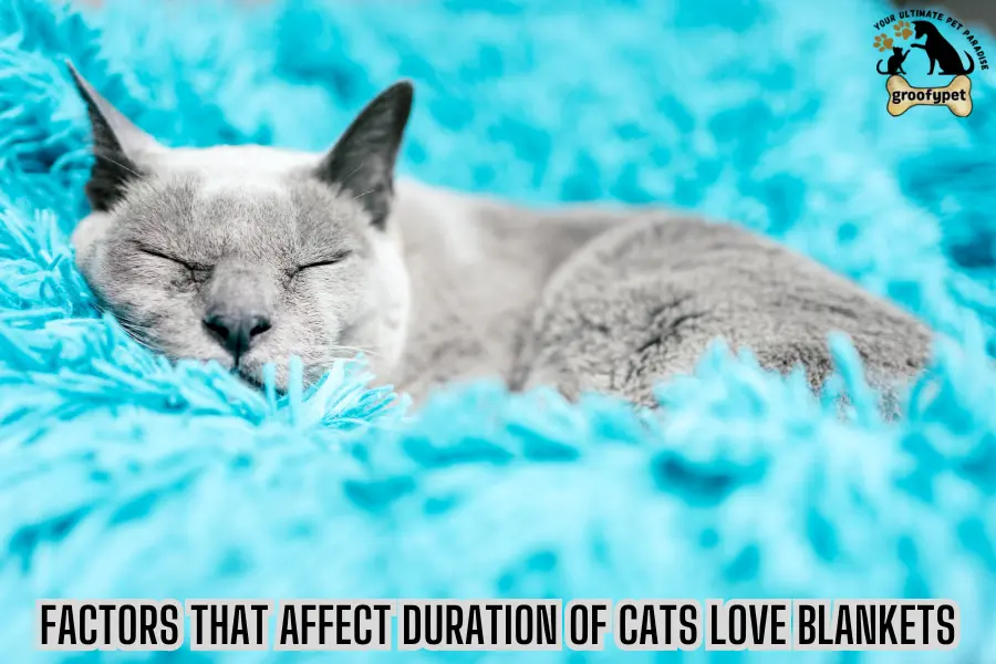 Why Do Cats Love Blankets?