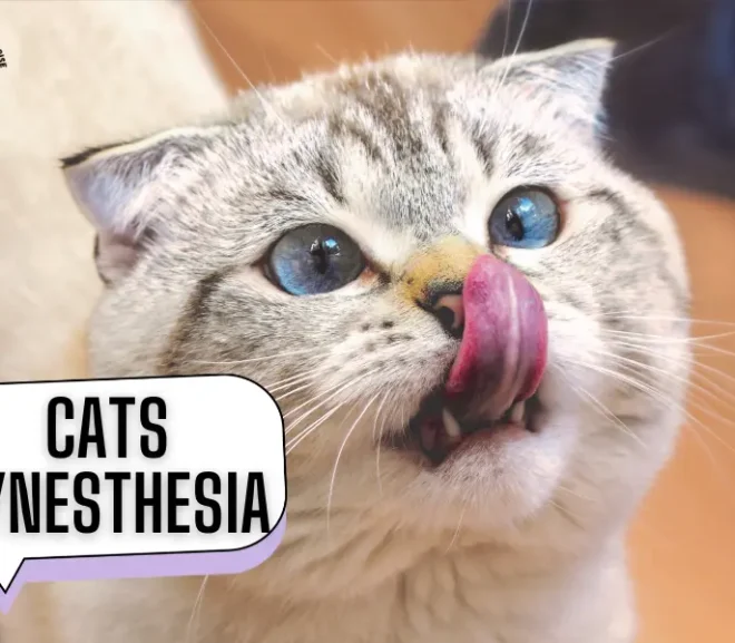 Cats Synesthesia: A Fascinating Hidden Superpower
