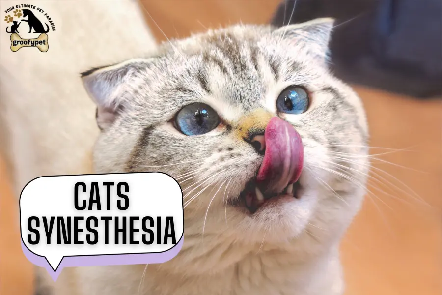 cats synesthesia