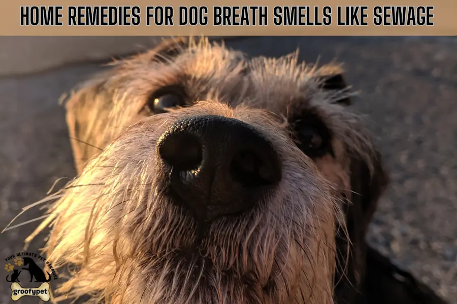 dog breath smells like sewage