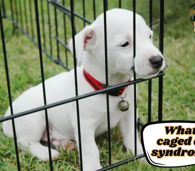 What Is Caged Dog Syndrome? The Silent Struggle Every Dog Faces