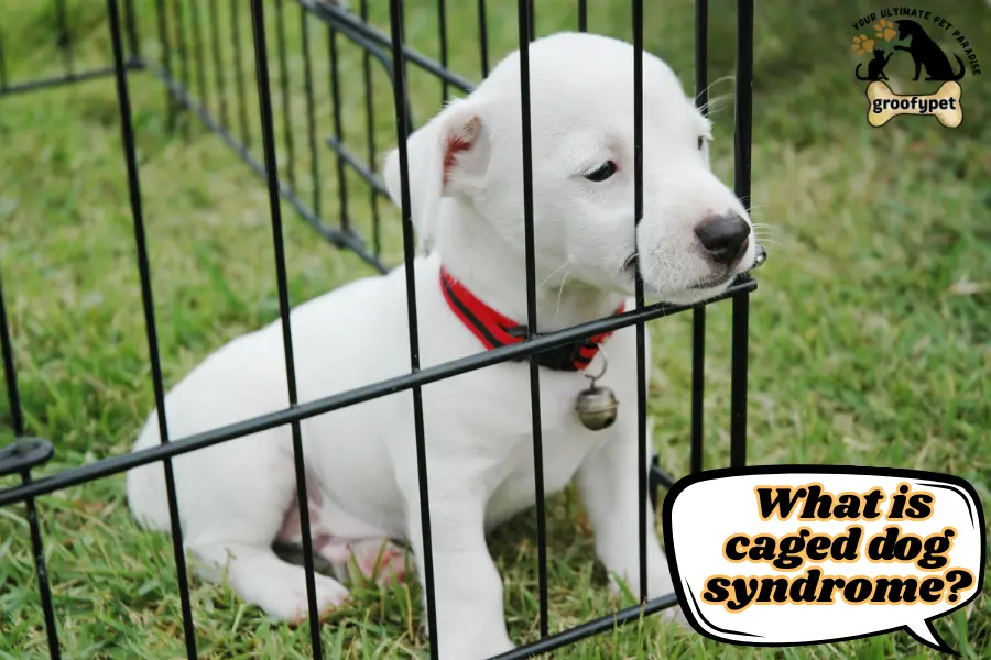 What Is Caged Dog Syndrome?