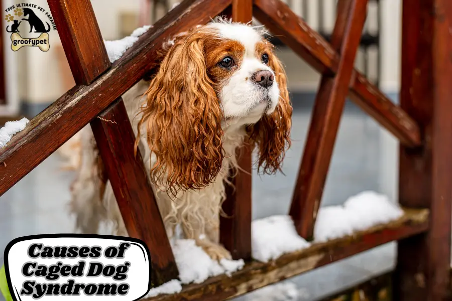 What Is Caged Dog Syndrome?
