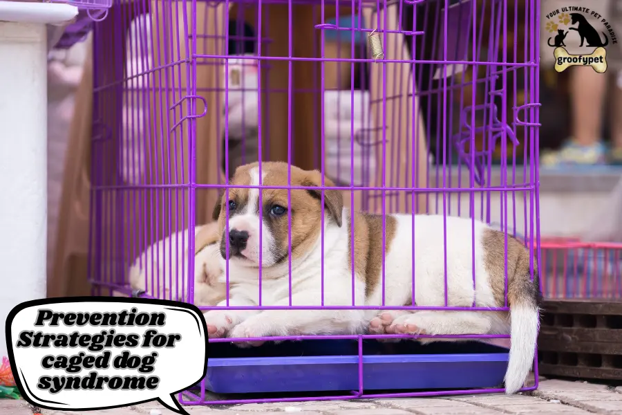 What Is Caged Dog Syndrome?