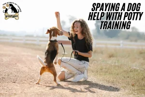 does spaying a dog help with potty training