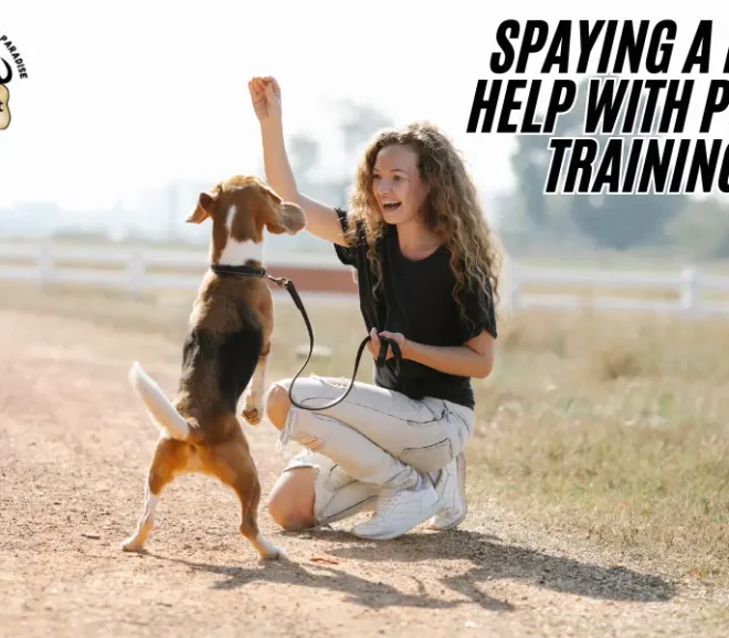 Does Spaying a Dog Help With Potty Training? Surprising Benefits You Can’t Ignore!”