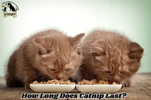 How Long Does Catnip Last?