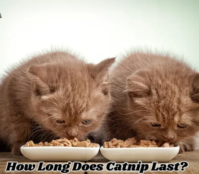 How Long Does Catnip Last? The Key to Feline Happiness