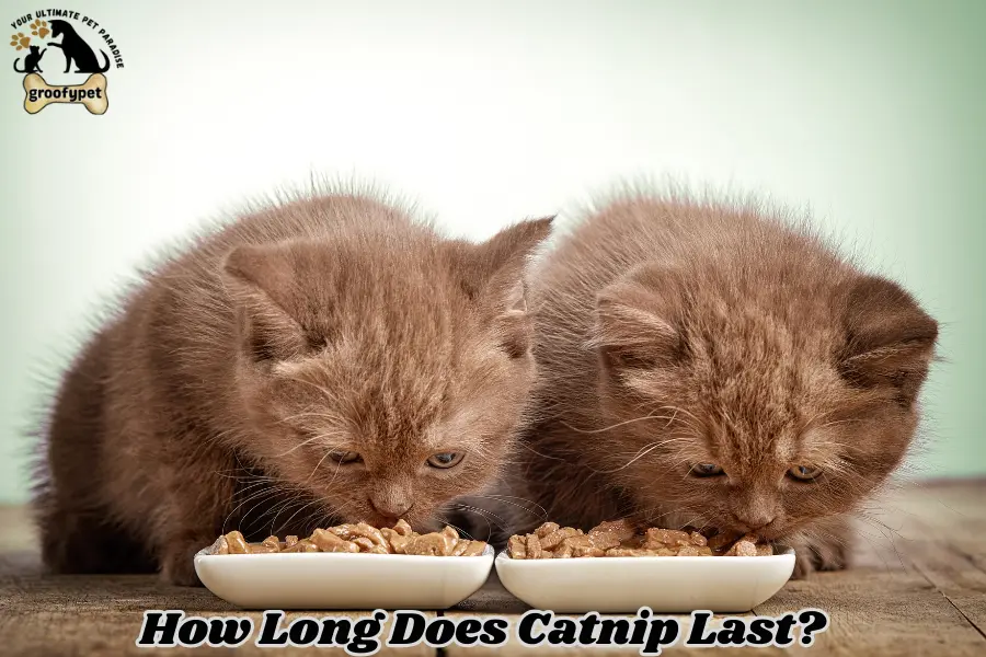 How Long Does Catnip Last?