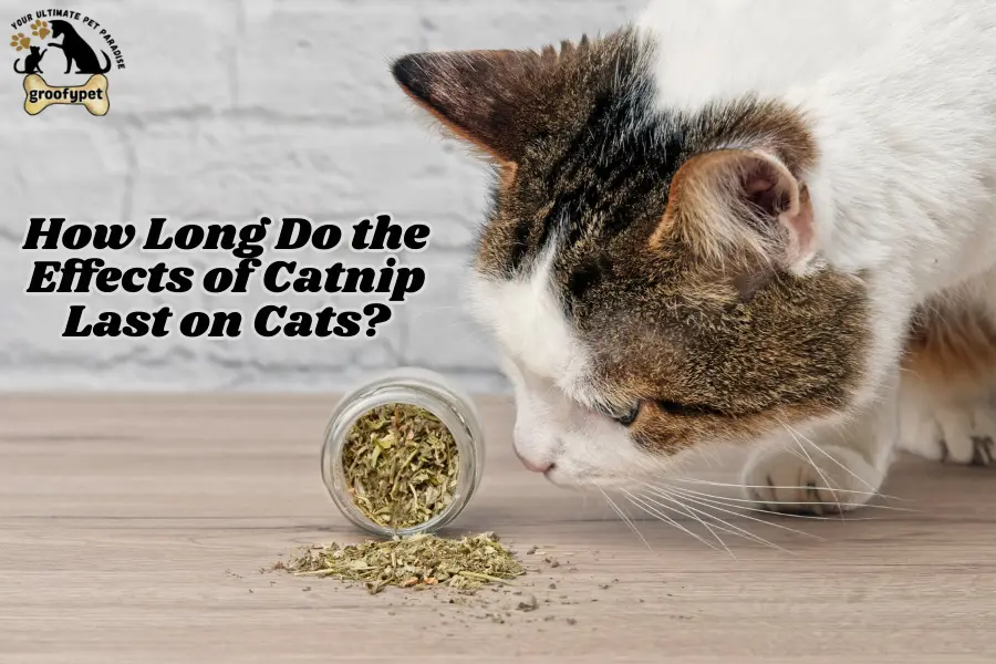 How Long Does Catnip Last? The Key to Feline Happiness - groofypet