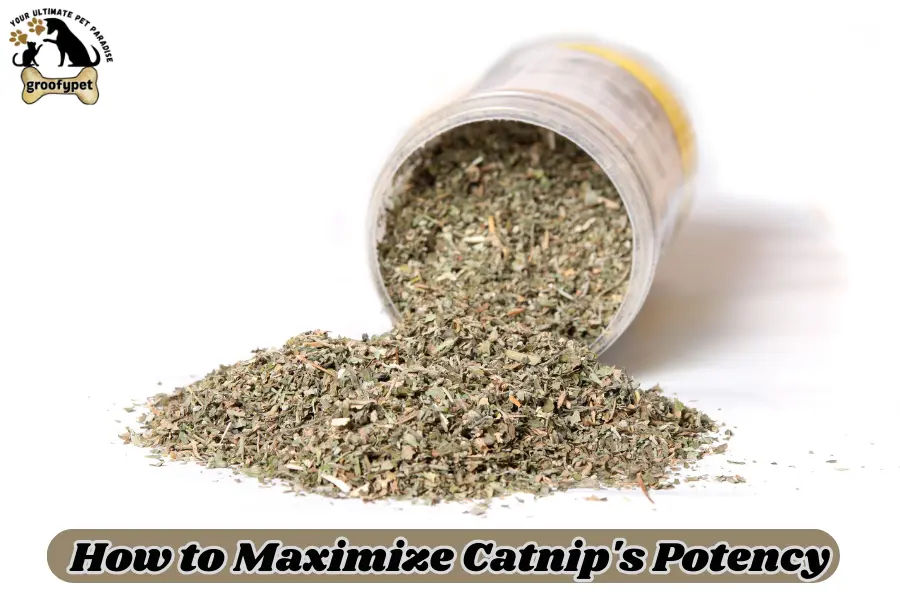 How Long Does Catnip Last?