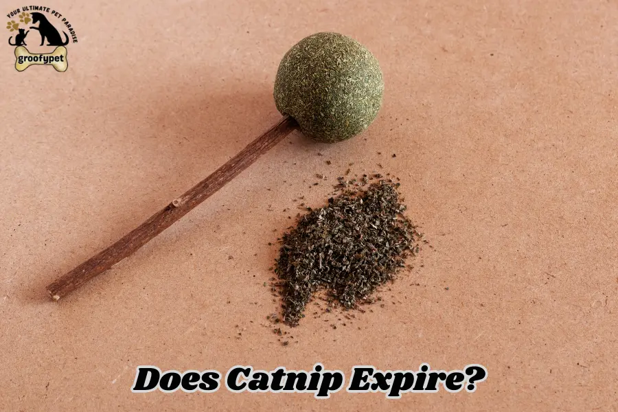 Does Catnip Expire?