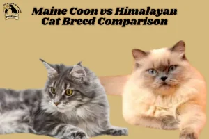 Maine Coon vs Himalayan Cat Breed Comparison