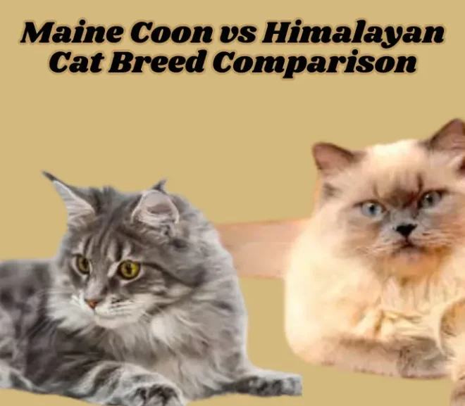 Maine Coon Vs Himalayan Cat Breed Comparison: Choose Your Ultimate Cat!