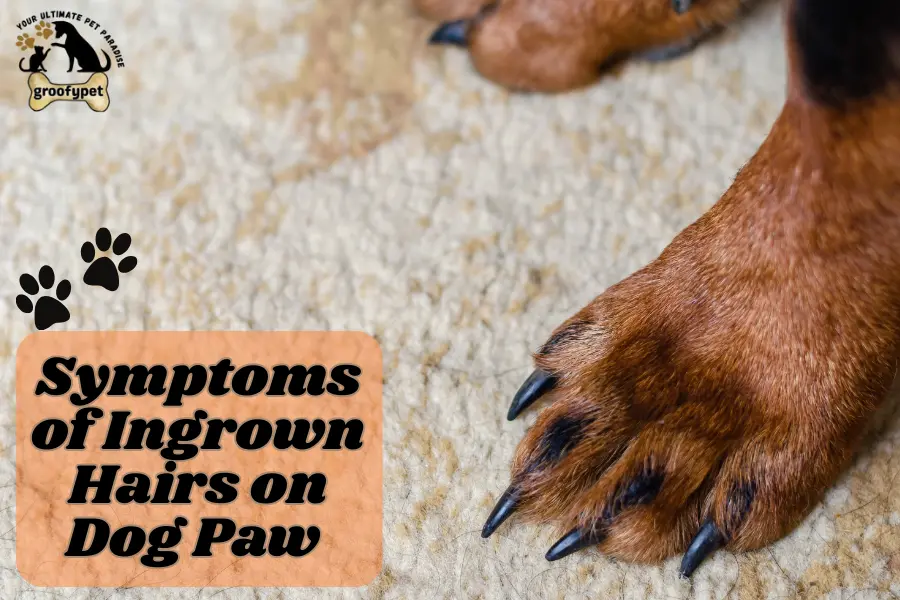 how to treat ingrown hair on dog paw