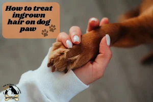 how to treat ingrown hair on dog paw