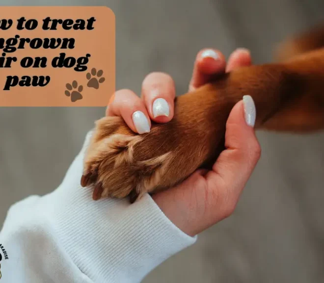 How to Treat Ingrown Hair on Dog Paw with Love and Care?