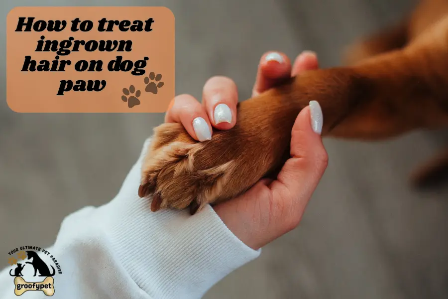 how to treat ingrown hair on dog paw