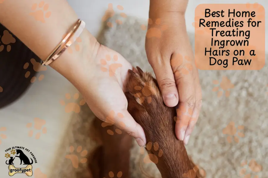 how to treat ingrown hair on dog paw